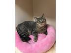 Adopt Ivanna RM a Brown Tabby Domestic Shorthair / Mixed (short coat) cat in