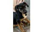 Adopt Toby Lonestar a Black - with Tan, Yellow or Fawn Shepherd (Unknown Type) /
