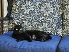 Adopt Celeste a All Black Domestic Shorthair / Mixed (short coat) cat in Forest