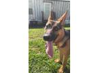 Adopt AERIAL a Black - with Tan, Yellow or Fawn German Shepherd Dog / Mixed dog