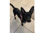 Adopt Lorelei a Black Terrier (Unknown Type, Medium) / Shepherd (Unknown Type) /