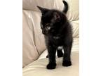 Adopt Bastelle a Domestic Shorthair / Mixed (short coat) cat in Clinton