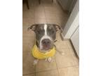 Adopt Bee a Gray/Silver/Salt & Pepper - with White American Pit Bull Terrier /