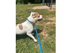 Adopt Blossom a White - with Tan, Yellow or Fawn American Pit Bull Terrier /