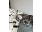 Adopt Dobby a Gray, Blue or Silver Tabby American Shorthair / Mixed (short coat)