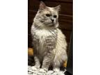 Adopt Sylvester a Gray or Blue (Mostly) Ragdoll (long coat) cat in Great Mills