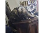 Adopt Scrappy a Tortoiseshell Domestic Mediumhair / Mixed (medium coat) cat in