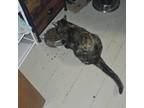 Adopt Scrappy a Tortoiseshell Domestic Mediumhair / Mixed (medium coat) cat in