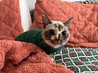 Adopt Waverly a Tortoiseshell Domestic Shorthair / Mixed (short coat) cat in