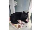 Adopt Delta a All Black Domestic Shorthair (short coat) cat in Stanton
