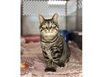 Adopt Baby Girl a Domestic Shorthair / Mixed cat in Kalamazoo, MI (39126280)