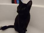 Adopt Curly Q a All Black American Shorthair / Mixed (short coat) cat in