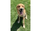 Adopt Waldo a Tan/Yellow/Fawn Golden Retriever / Mixed dog in Little Elm