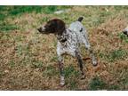 Adopt bailey a Black - with White German Shorthaired Pointer / Mixed dog in