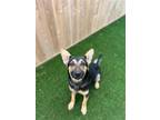 Adopt Oakley 3151 a Black - with Tan, Yellow or Fawn German Shepherd Dog / Mixed
