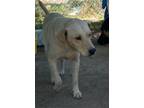 Adopt Ruger 3158 a Tan/Yellow/Fawn Labrador Retriever / Mixed dog in STEPHENS