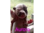 Adopt Aurora 3129 a White - with Brown or Chocolate German Shepherd Dog / Mixed
