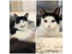 Adopt Ebony and Elsa a Domestic Shorthair / Mixed cat in Kalamazoo