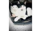 Adopt Ebony and Elsa a Domestic Shorthair / Mixed cat in Kalamazoo