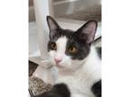 Adopt Hermoine a Domestic Shorthair / Mixed cat in Kalamazoo, MI (40135560)