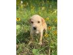 Adopt Blanche a Tan/Yellow/Fawn Golden Retriever / Labrador Retriever / Mixed