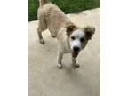 Adopt Rivet a Tan/Yellow/Fawn Great Pyrenees / Husky / Mixed dog in Springtown