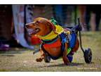 Adopt Rex a Red/Golden/Orange/Chestnut Dachshund / Mixed dog in Jacksonville
