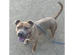 Adopt Snickers a Tan/Yellow/Fawn - with White Pit Bull Terrier / Mixed dog in