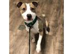 Adopt Jinx a Brindle American Staffordshire Terrier / Mixed dog in Aurora