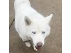 Adopt Luna a Husky / Mixed dog in Aurora, IL (41110633)