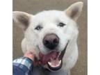 Adopt Winter a Husky / Mixed dog in Aurora, IL (41110632)