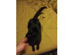 Adopt Tranquila a Black (Mostly) Domestic Shorthair / Mixed (short coat) cat in