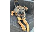 Adopt Salley a Tricolor (Tan/Brown & Black & White) Shepherd (Unknown Type) dog