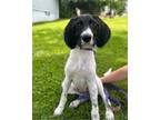 Adopt Spree a Black German Wirehaired Pointer dog in Berkeley Heights