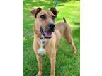 Adopt Lydia a Tan/Yellow/Fawn Hound (Unknown Type) dog in Berkeley Heights