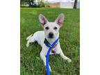 Adopt Toby a Tan/Yellow/Fawn Pomeranian dog in Berkeley Heights, NJ (41460253)