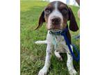 Adopt Remi (puppy) a Brown/Chocolate Basset Hound dog in Berkeley Heights