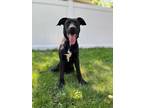 Adopt Rocky a Black Labrador Retriever dog in Berkeley Heights, NJ (41316286)