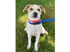 Adopt Hardy a White Jack Russell Terrier dog in Berkeley Heights, NJ (41460248)