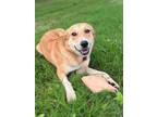 Adopt Faye a Tan/Yellow/Fawn Collie dog in Berkeley Heights, NJ (41460243)