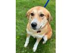 Adopt Faye a Tan/Yellow/Fawn Collie dog in Berkeley Heights, NJ (41460243)
