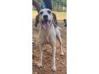 Adopt Daisy a White - with Tan, Yellow or Fawn Hound (Unknown Type) / Foxhound /