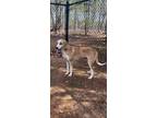 Adopt Juniper a White - with Tan, Yellow or Fawn Hound (Unknown Type) / Mixed