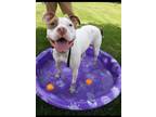 Adopt Loki a White - with Brown or Chocolate American Pit Bull Terrier / Boxer /