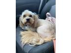 Adopt Mimi a Tan/Yellow/Fawn Maltipoo / Mixed dog in Houston, TX (41469325)