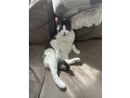 Adopt Tommy a Black & White or Tuxedo Domestic Shorthair (short coat) cat in