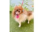 Adopt Zury a Pomeranian / Mixed dog in Ft. Lauderdale, FL (41469254)