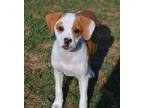 Adopt Pippa a White - with Red, Golden, Orange or Chestnut Springer Spaniel /