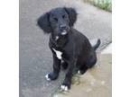 Adopt Piper a Black - with White Springer Spaniel / Mixed Breed (Medium) / Mixed