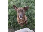 Adopt Sully a Brindle - with White Terrier (Unknown Type